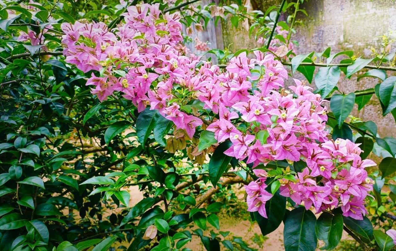 Marari Charlys Homestay Alappuzha Dış mekan fotoğraf